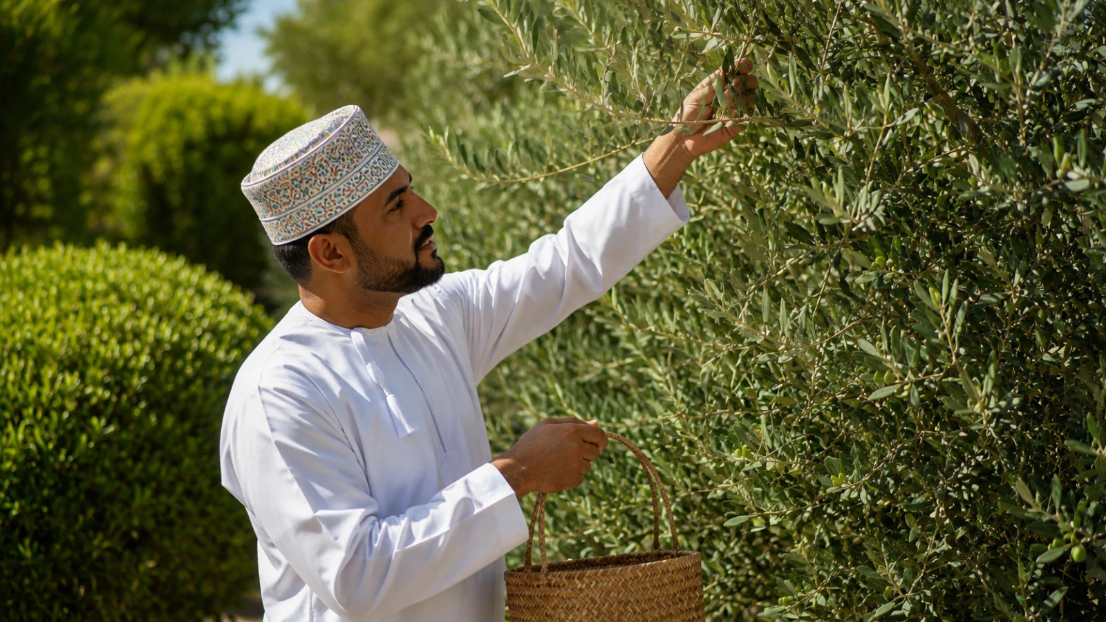 Anantara Al Jabal Al Akhdar отмечает оливковое наследие Омана пятым ежегодным фестивалем урожая