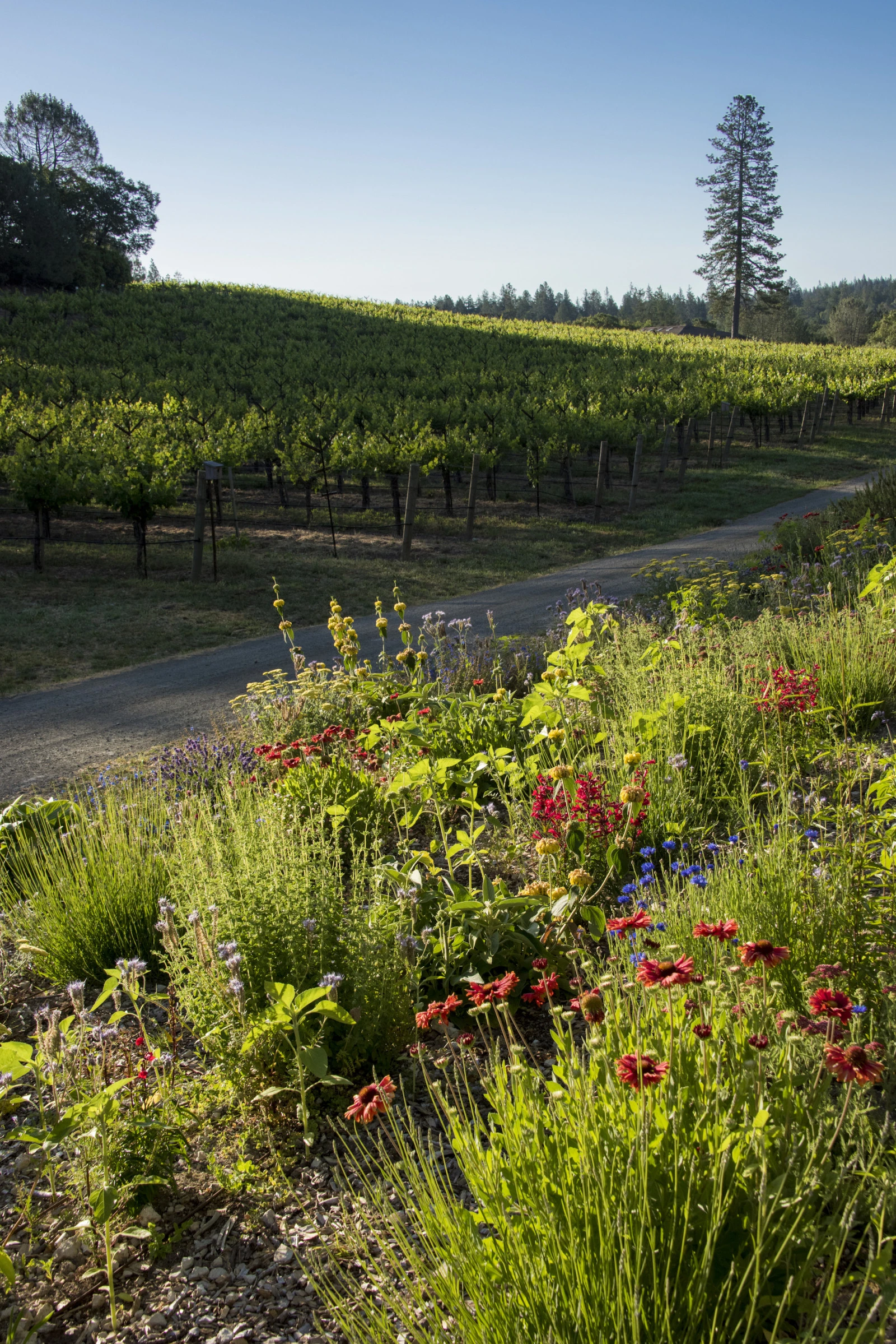 Four Seasons Resort and Residences Napa Valley представляет новые винодельческие впечатления в Калистоге к сезону сбора урожая 2026