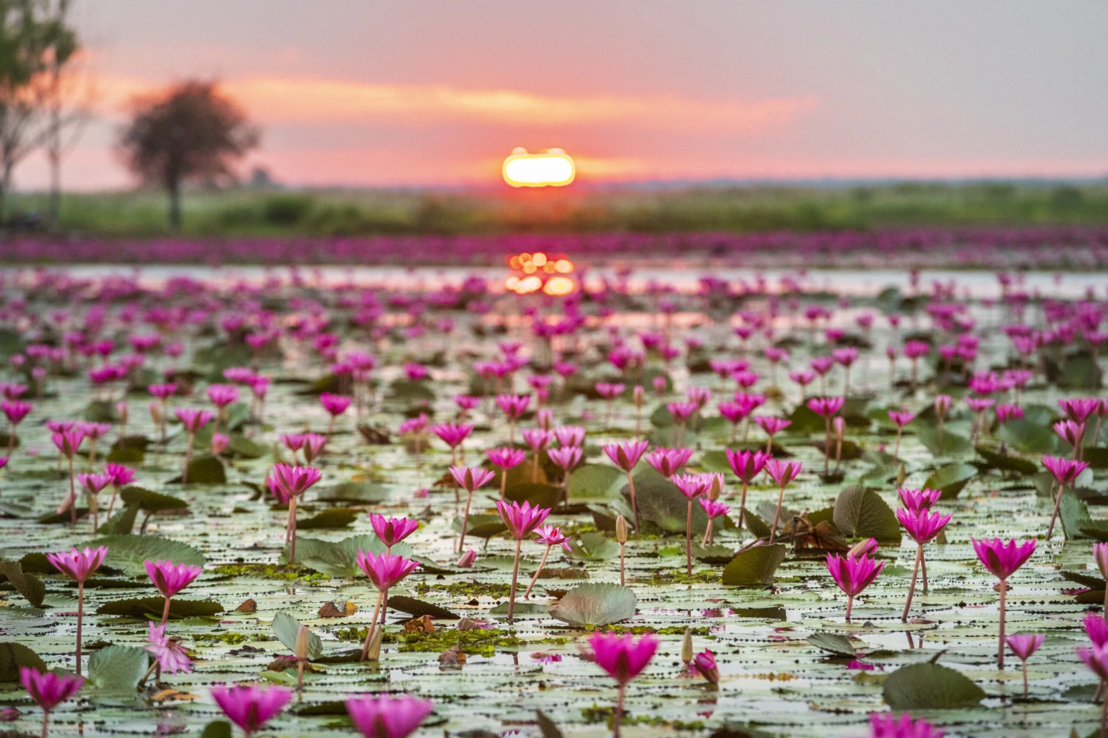 TAT подводит итоги кампании «Посол Amazing Thailand»: вирусный эффект «Feel All the feelings» и более 448 миллионов показов