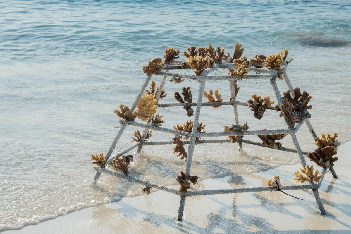 Kuda Villingili Resort Maldives в третий раз получил сертификат Green Globe, подтвердив приверженность заботе об океане и местном сообществе