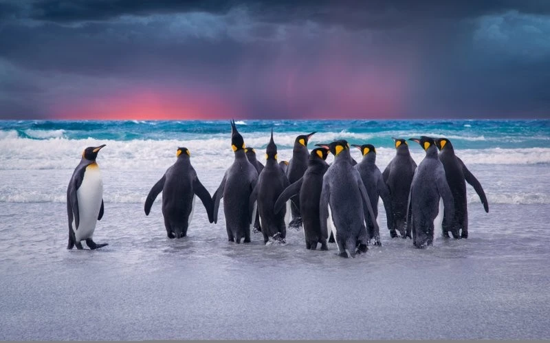 Quark Expeditions открывает антарктический сезон 2022–2023 годов захватывающим путешествием в Антарктику