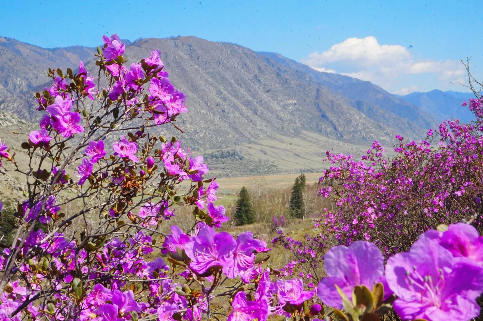 "Яркий Алтай", весеннее автопутешествие