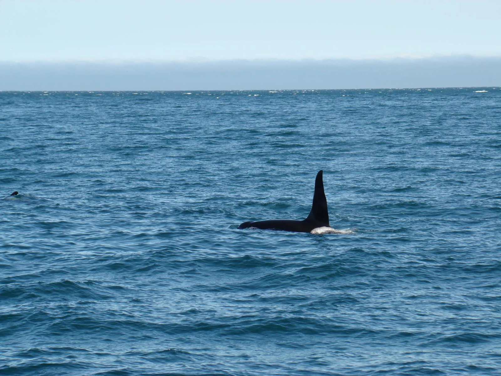 Морская прогулка в бухту Русская