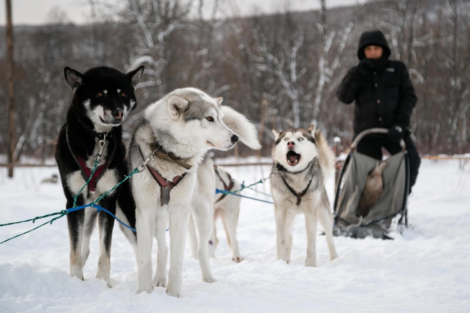 Катание на собачьих упряжках + Этническая экскурсия
