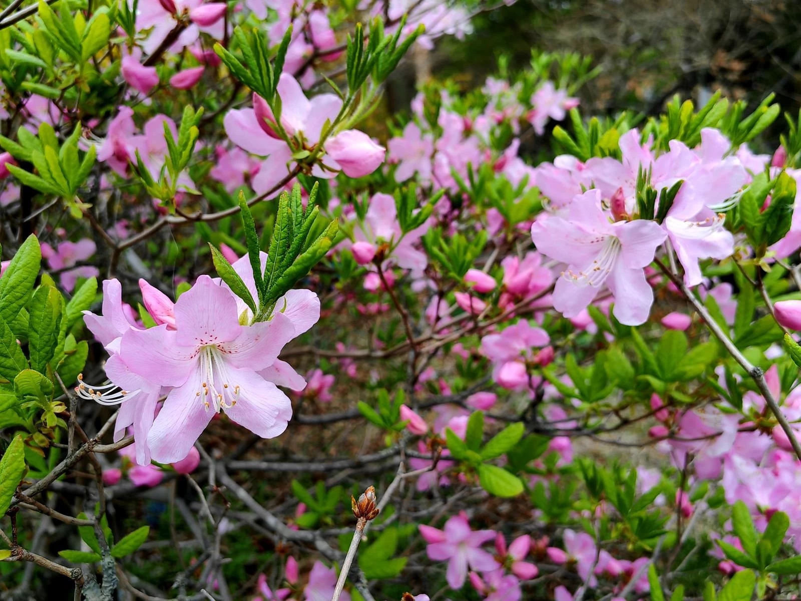 Тур "Дыхание весны у моря" (1 - 6 мая 2026)