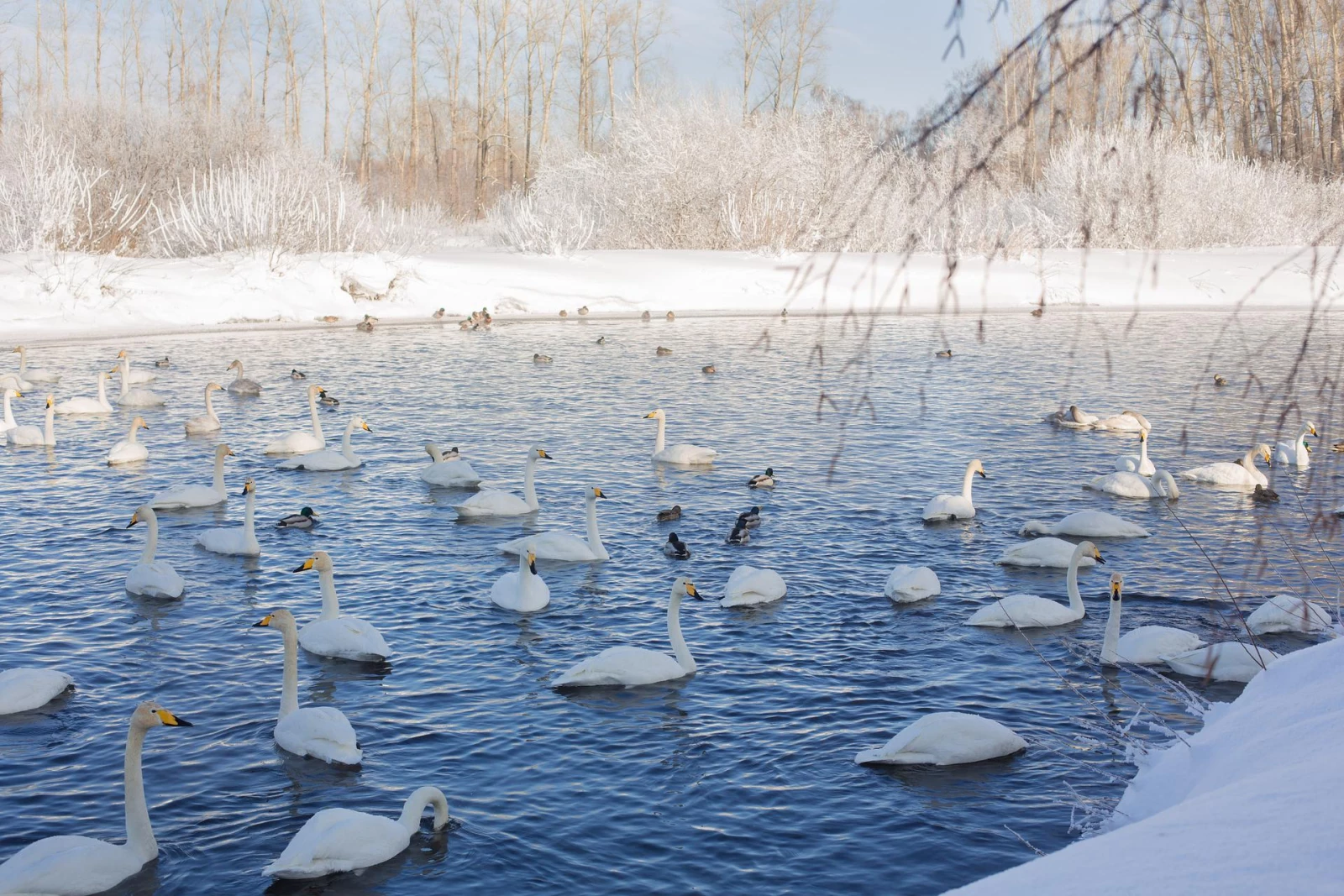 Лебединый заказник