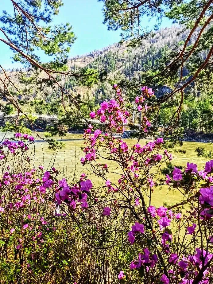 PROАлтай: Цветение Маральника