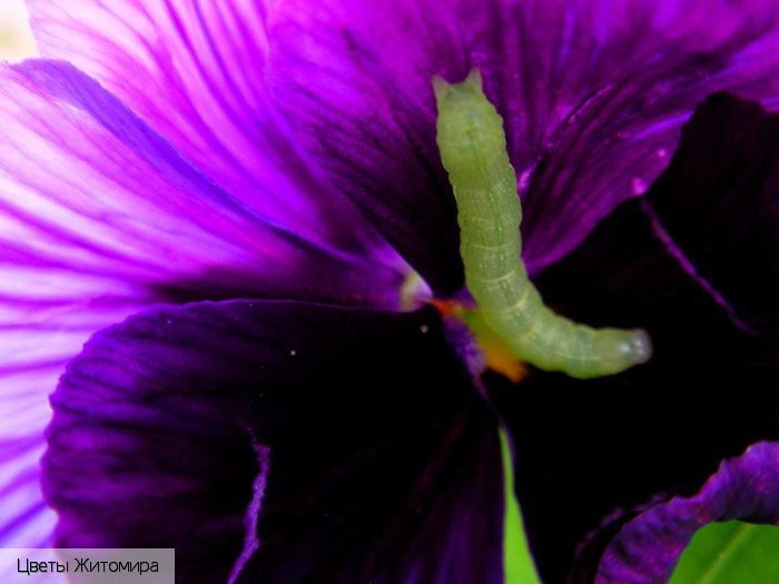  Украина (экскурс.)