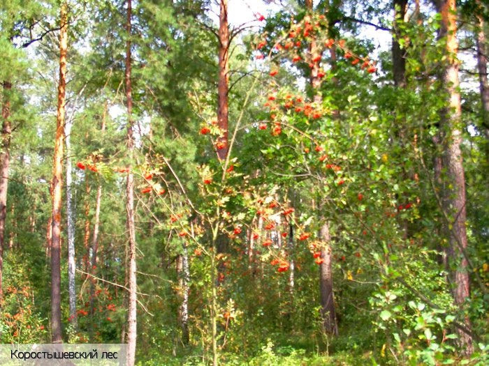 Украина (экскурс.)