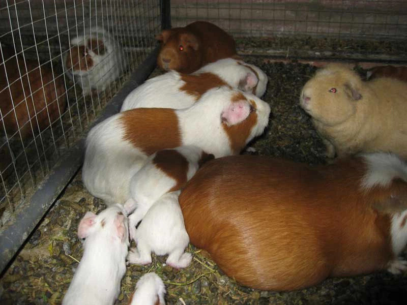 Арекипа