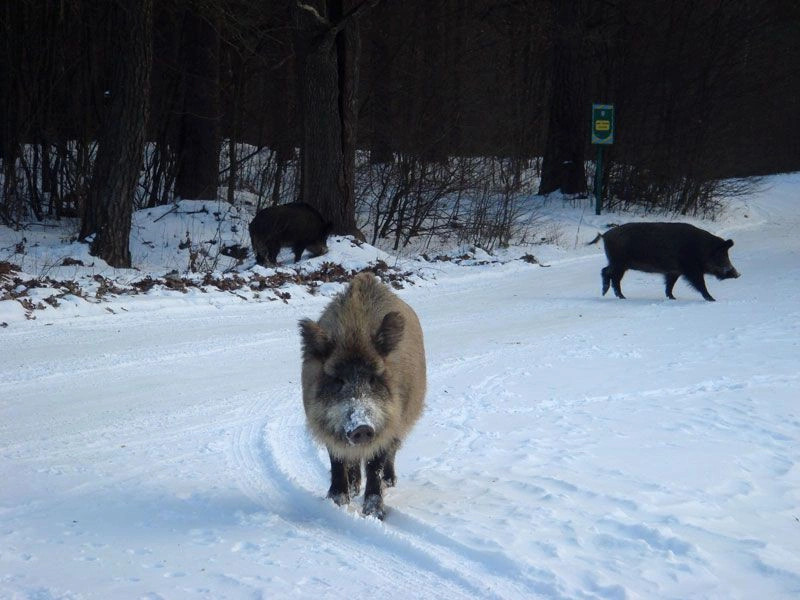 Житомирская обл.