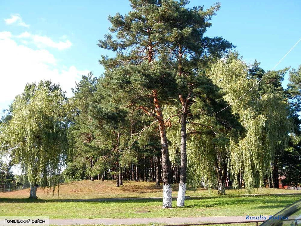 Гомельская область