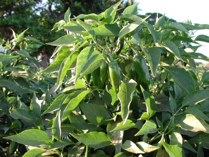 Чолутека (город)