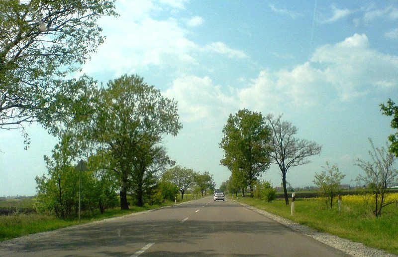 Бешенётелек