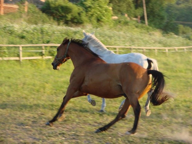 Кадыны