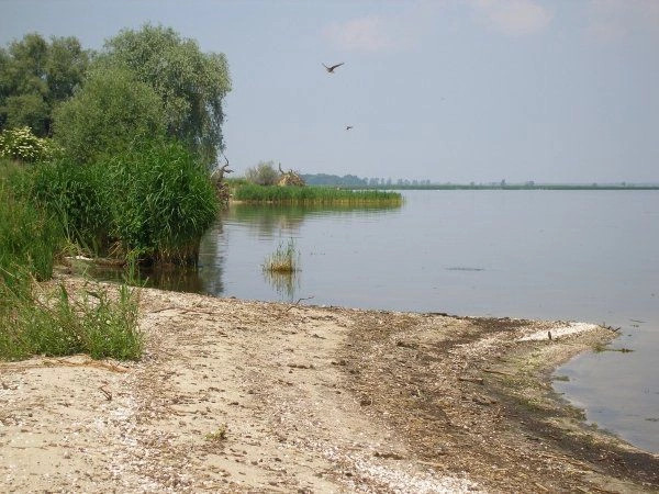 Свиноуйсьце