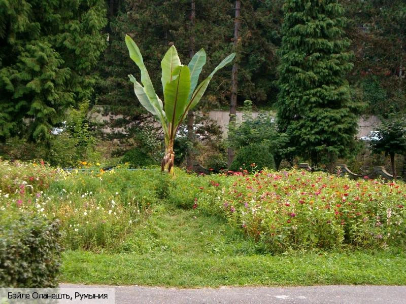 Бэйле-Оланешти