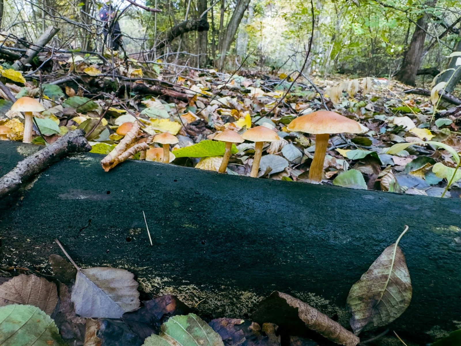 Йодловицкий заповедник