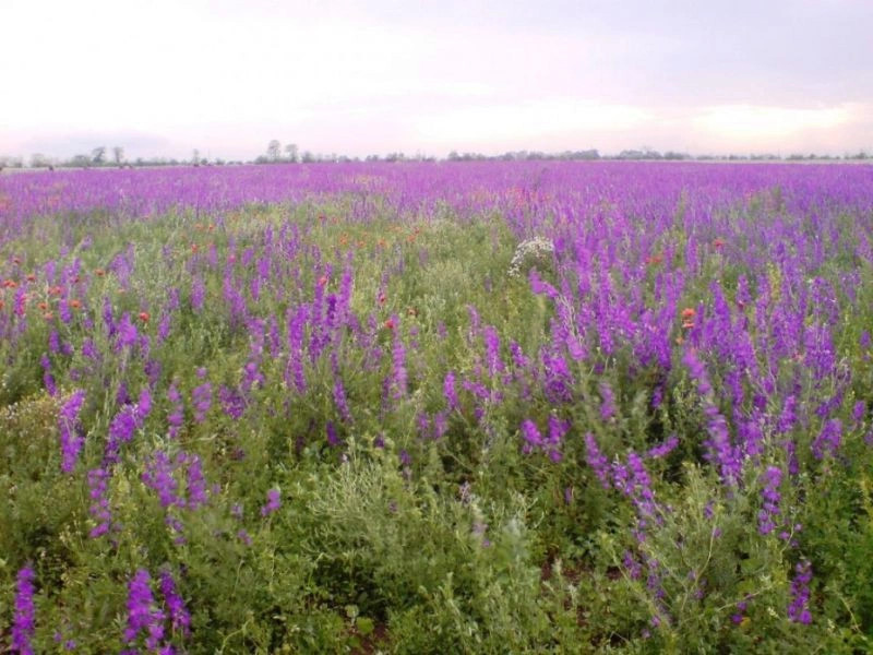 Весёлое (Джанк.)