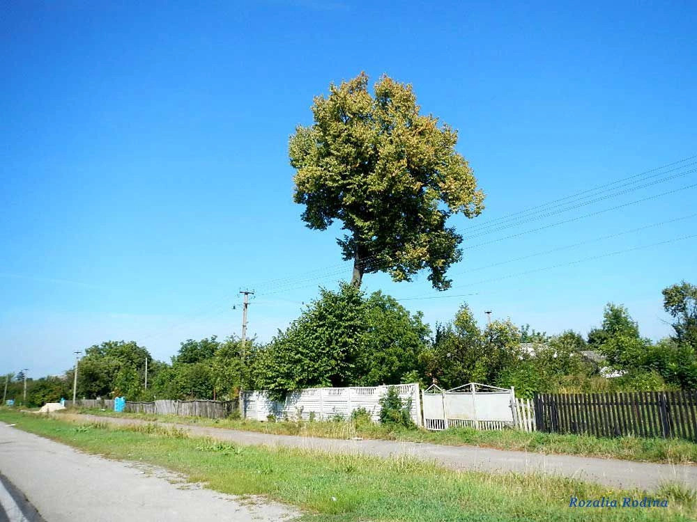 Бердичевский район