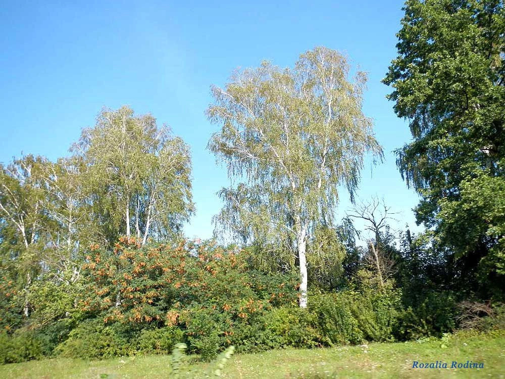 Житомирский район