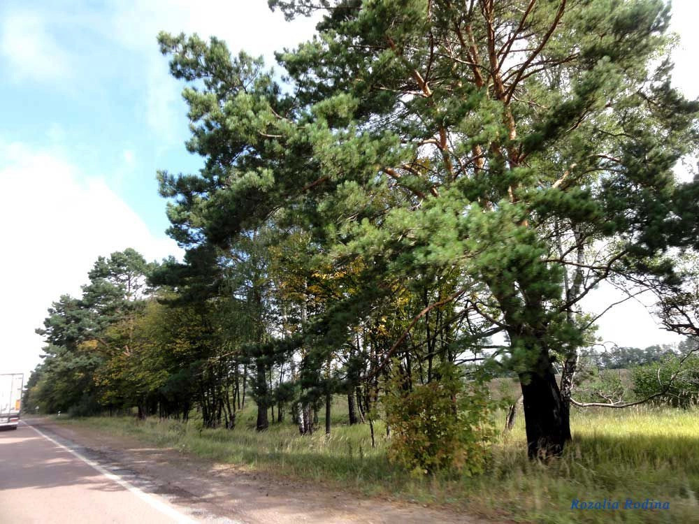 Коростенский район