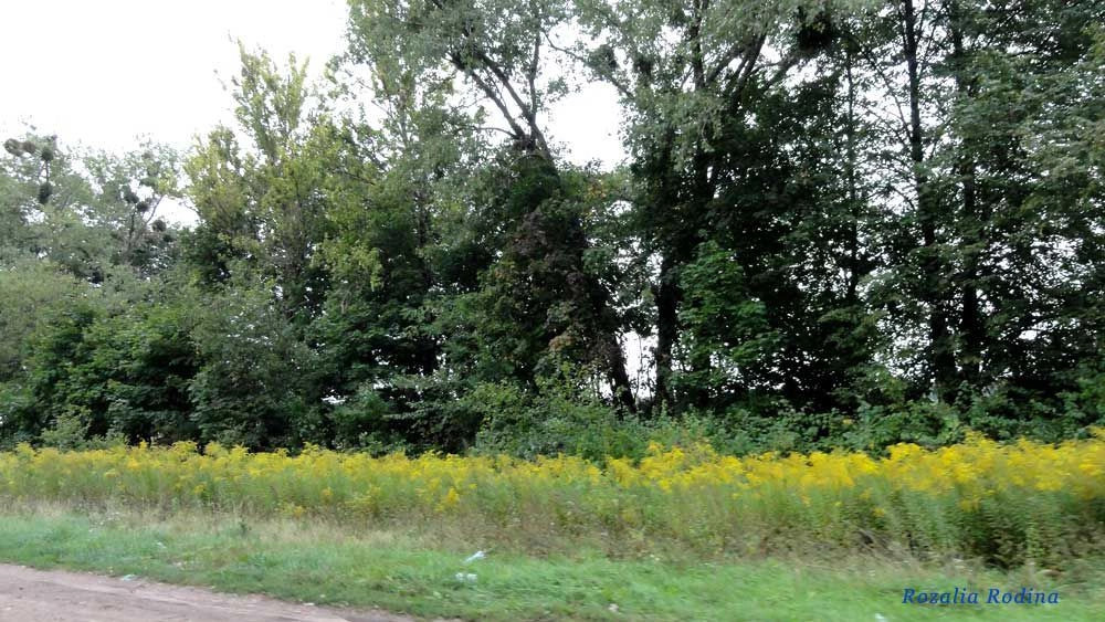 Попельнянский район