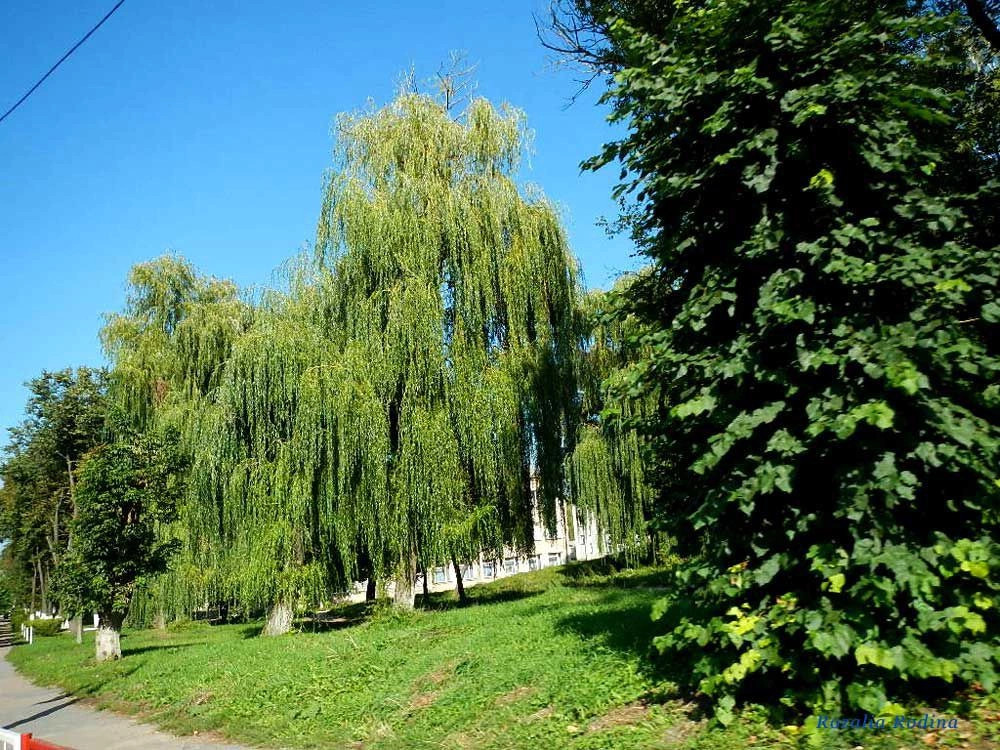 Бердичев