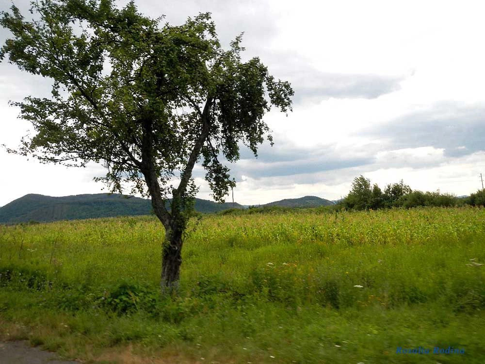 Виноградовский район