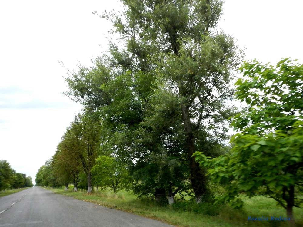 Хустский район