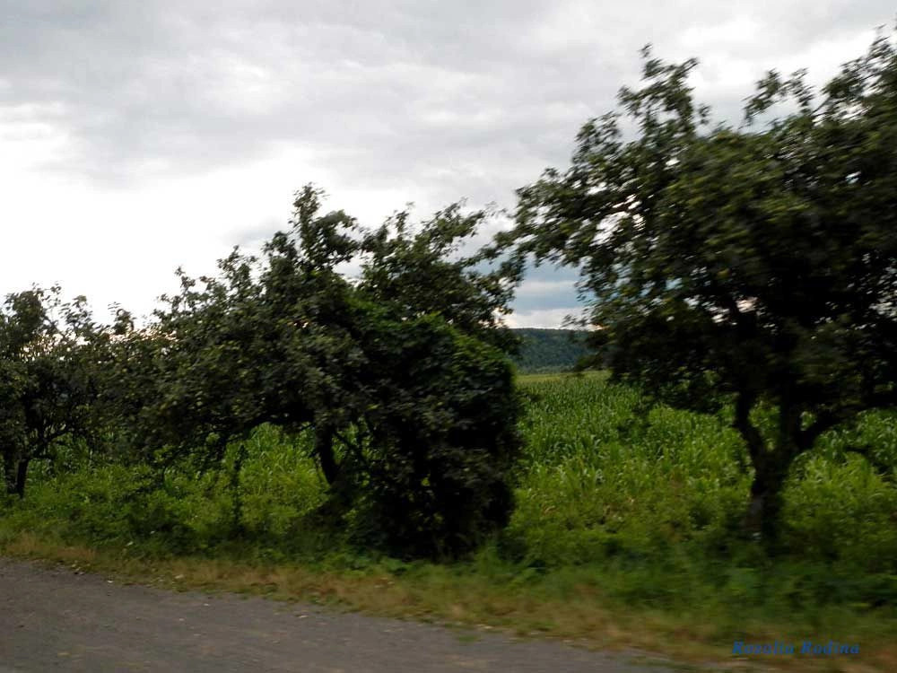 Хустский район