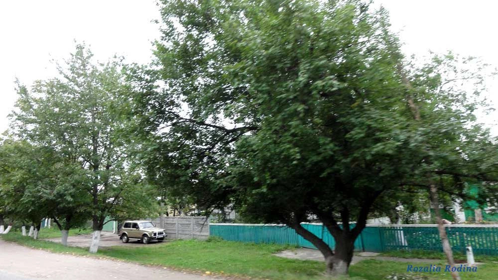 Сквира