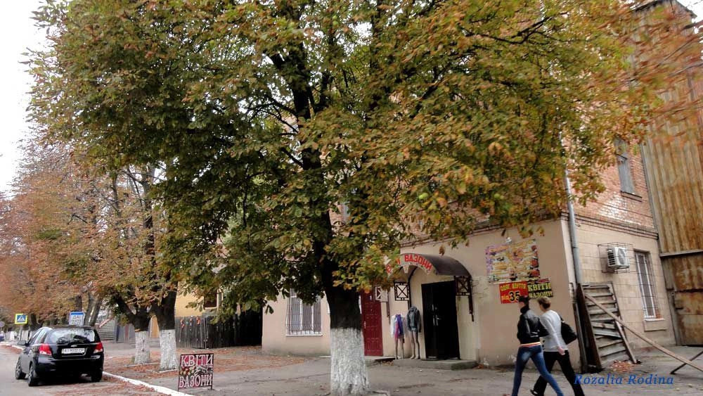 Сквира