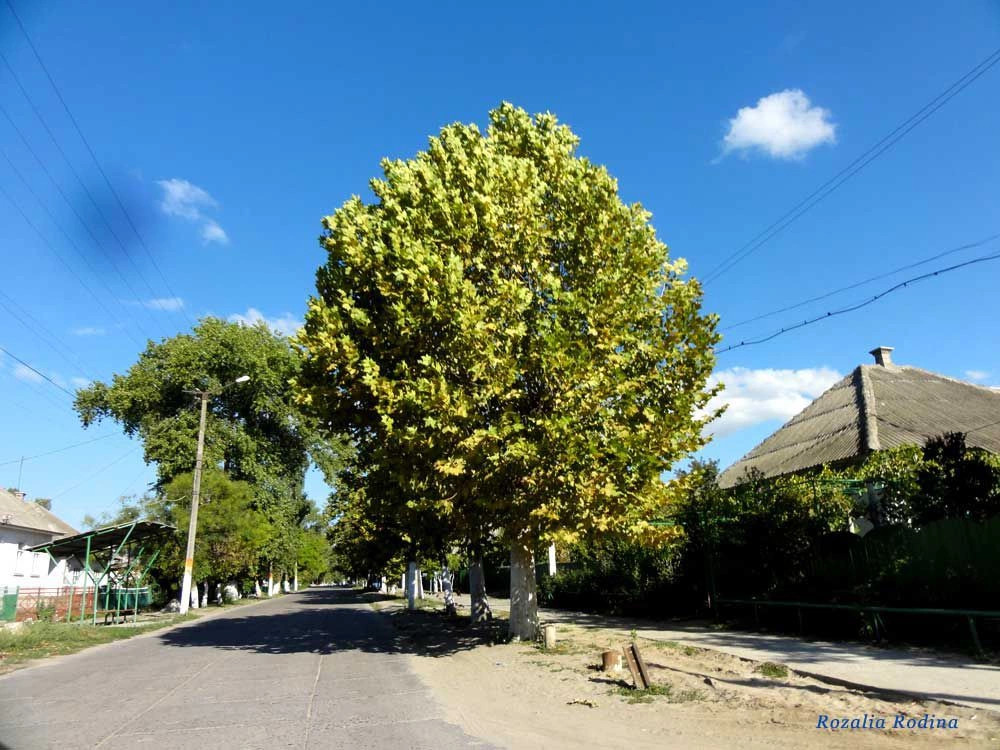 Вилково