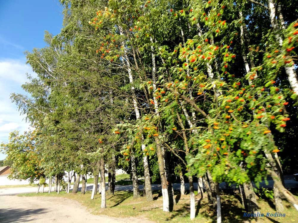 Збараж