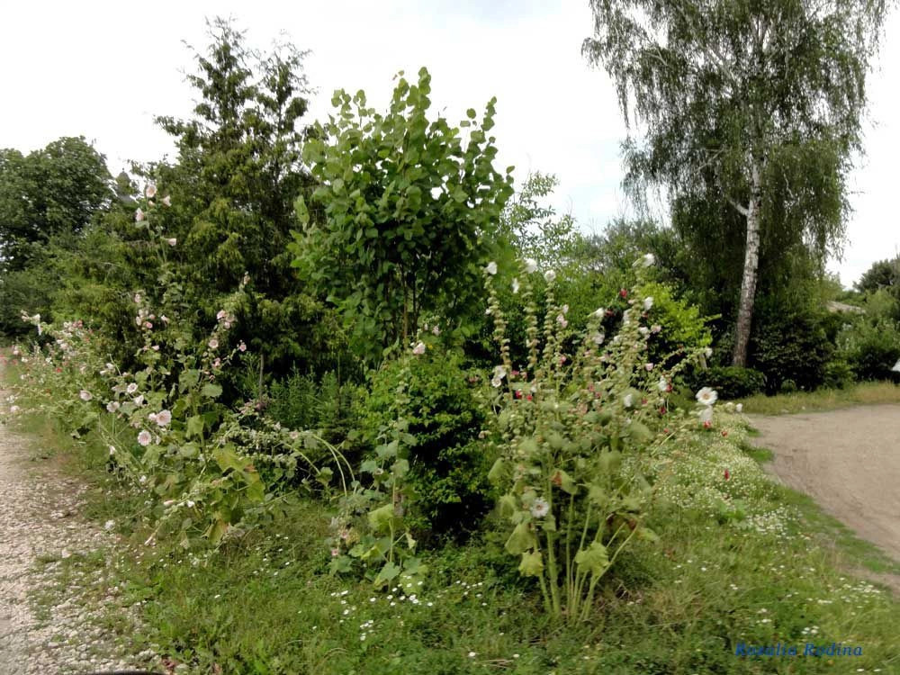 Микулинцы