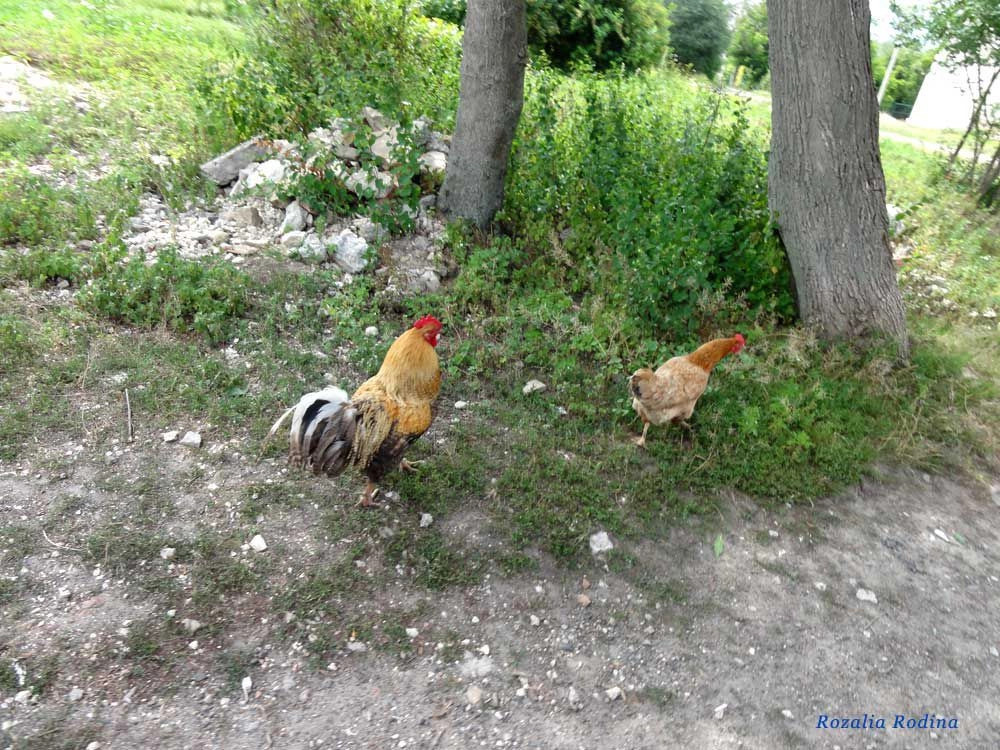 Микулинцы