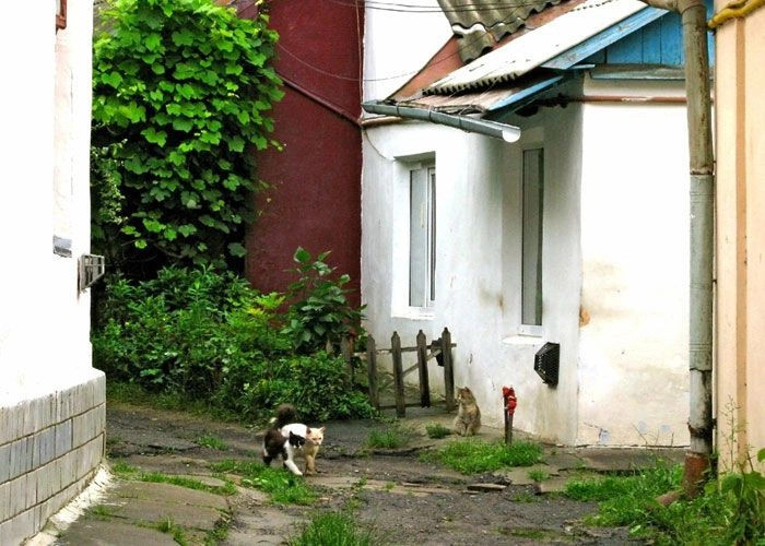 Черновцы