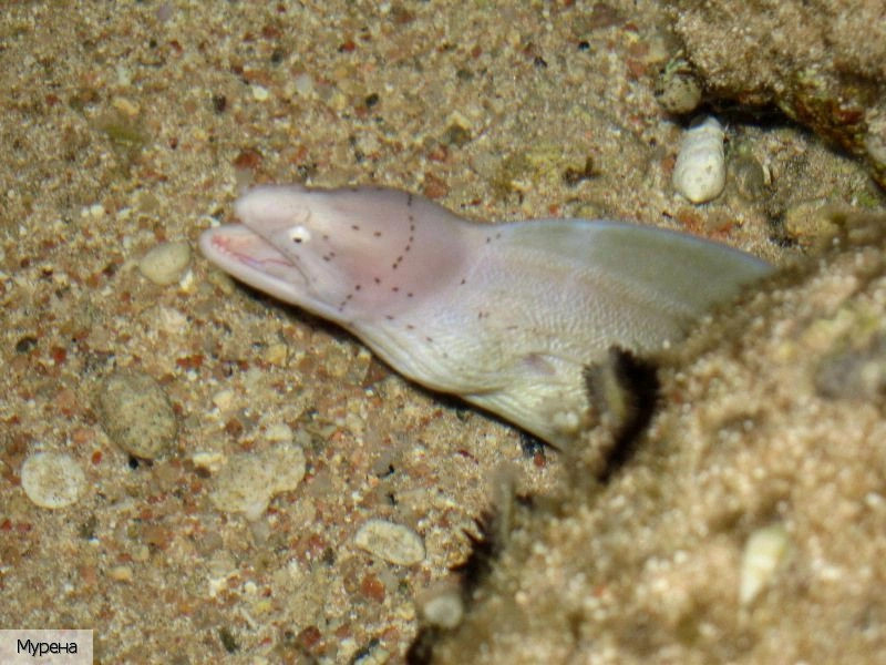 Красное Море регион