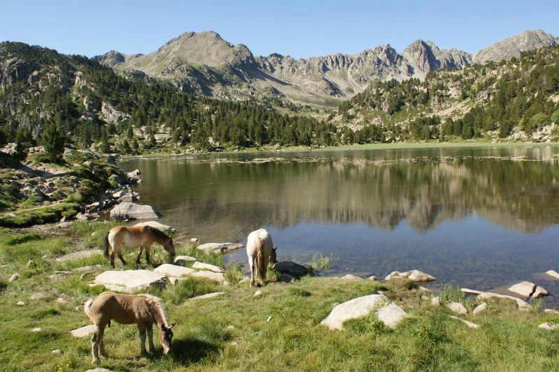 Паррокия Энкамп