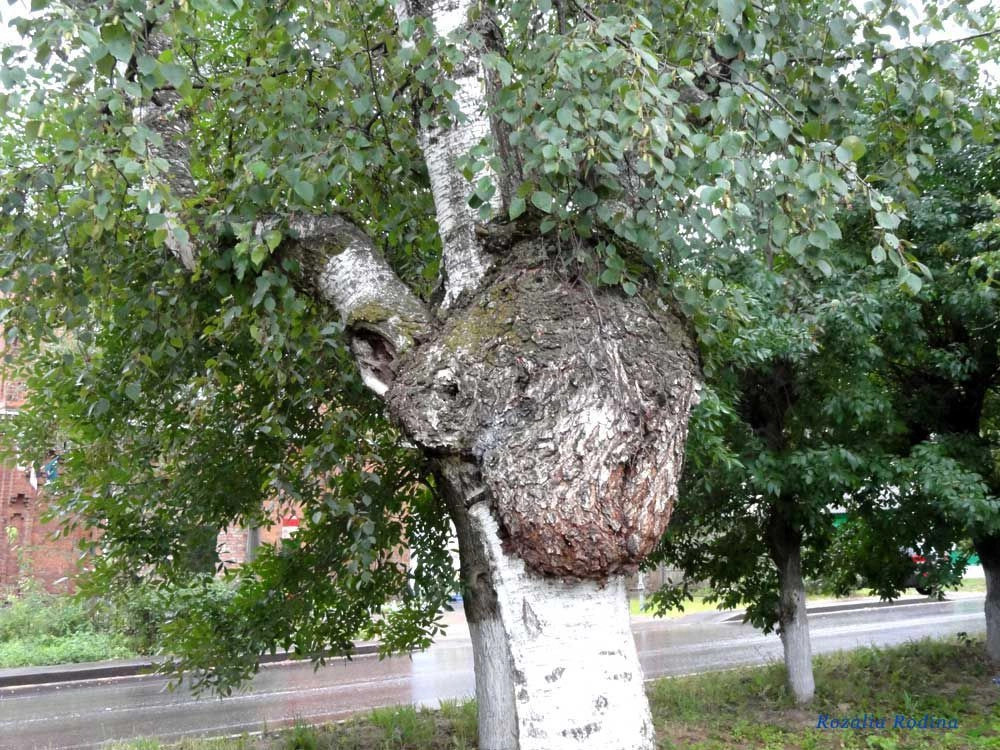 Тутаев