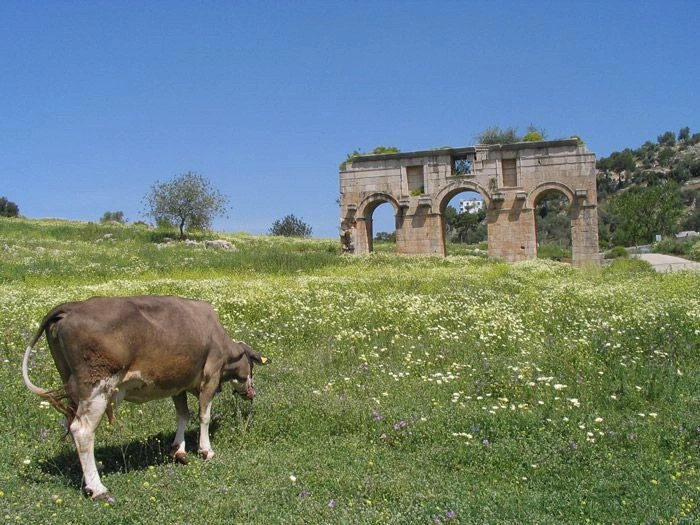 Патара