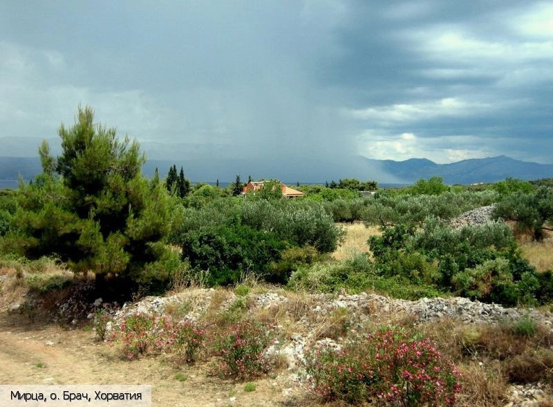 Мирца