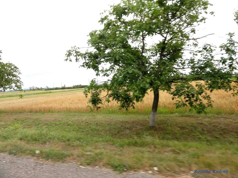 Новое Село 