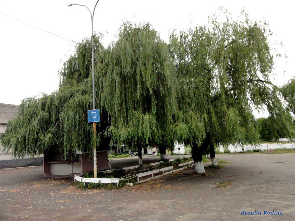 Вилок