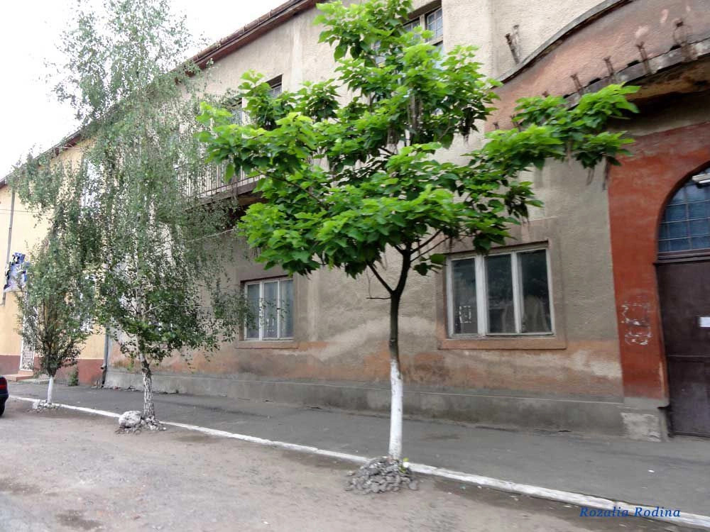 Вилок