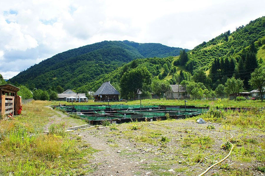 Колочава