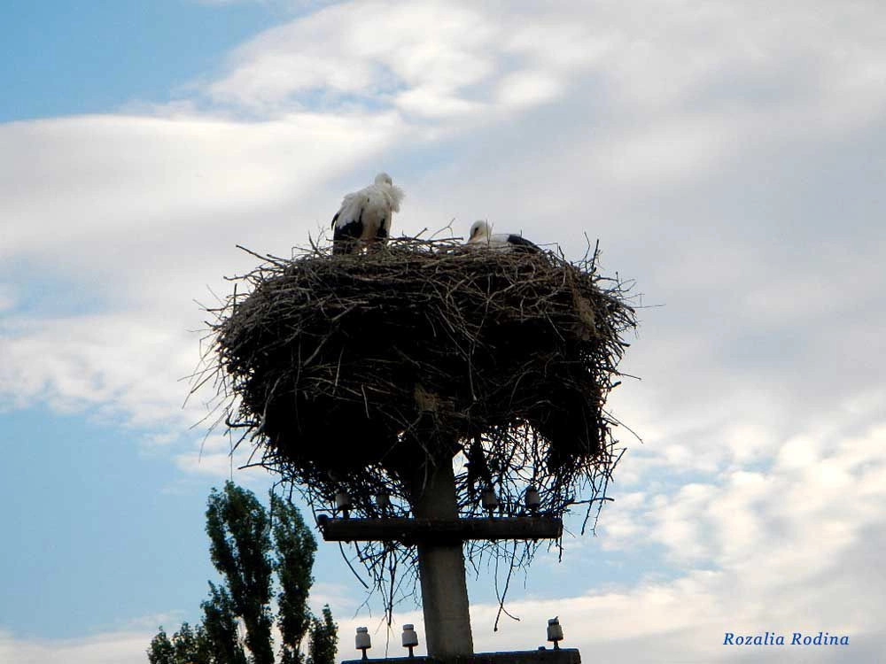 Нижний Коропец