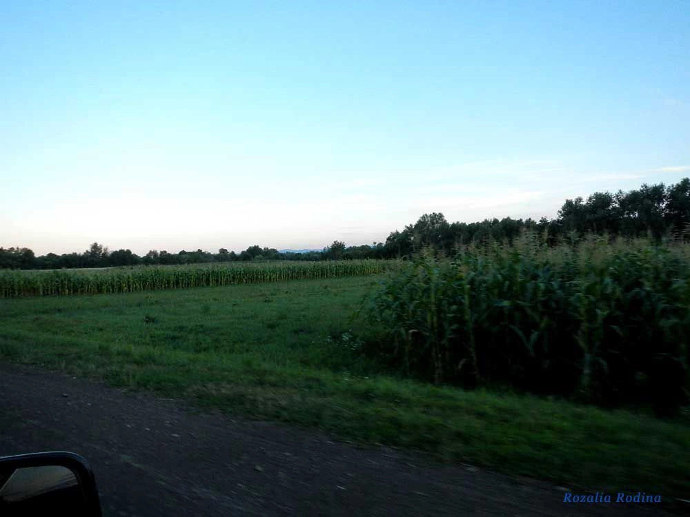 Шепаровцы
