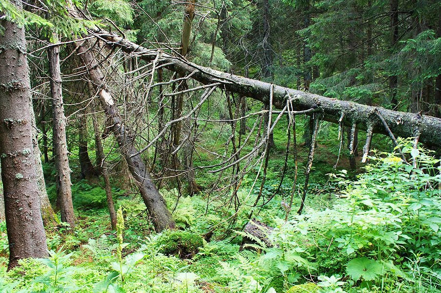 Яблоница (Яремчанский г/с)